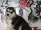Cachorros de Husky Siberiano - con pedigri y garantías - mejor precio | unprecio.es