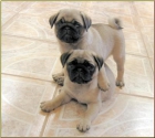 Carlinos//Pug Cachorretes de Calidad// Chatos y Arrugados - mejor precio | unprecio.es