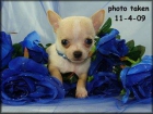 CHIHUAHUAS MUY PEQUEÑINES - mejor precio | unprecio.es