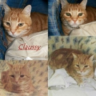 Claussy, mimoso gato rubio casero busca un hogar donde no le abandonen - mejor precio | unprecio.es