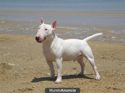 REGALO Bull terrie miniatura