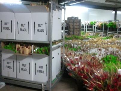 Rosas para Sant Jordi