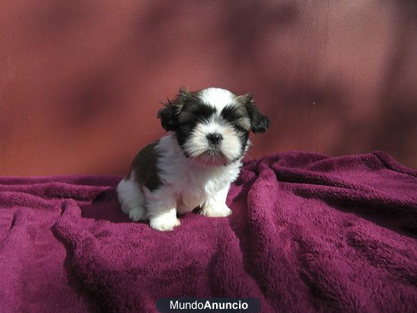 SHIH TZU ♥ PAGO A PLAZOS♥