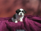 SHIH TZU ♥ PAGO A PLAZOS♥ - mejor precio | unprecio.es