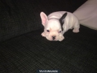 vendo bulldog frances - mejor precio | unprecio.es