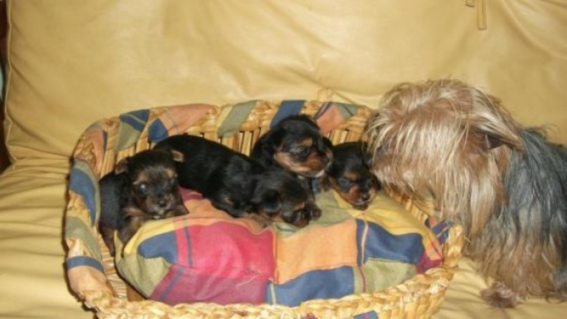 vendo cachorros de yorkshire