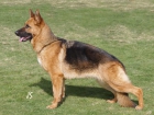 Venta cachorros pastor alemán - mejor precio | unprecio.es