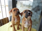 american stanffordshide terrier - mejor precio | unprecio.es