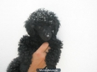 cachorros de raza caniche enanos en color negro - mejor precio | unprecio.es