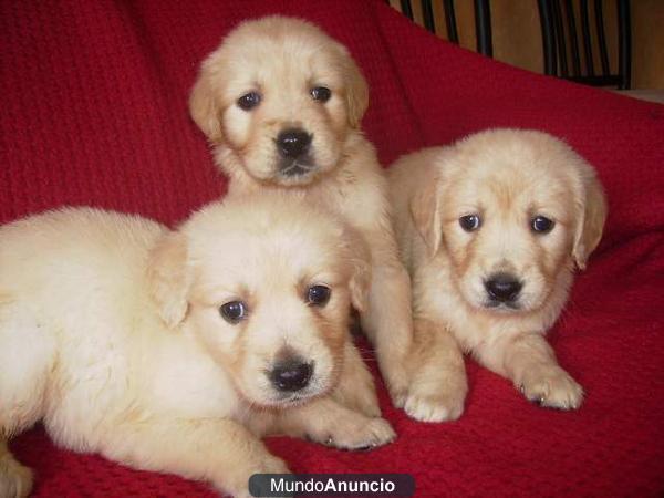 Camada de golden retriever con pedigree