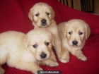 Camada de golden retriever con pedigree - mejor precio | unprecio.es