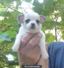 Chihuahua blanco de gran calidad - mejor precio | unprecio.es
