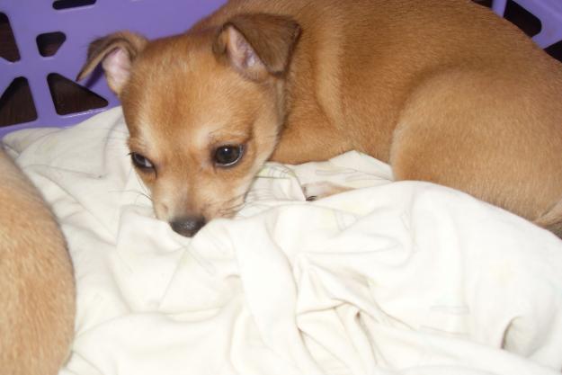 chihuahua-busca-familia