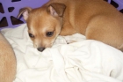 chihuahua-busca-familia - mejor precio | unprecio.es