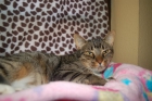 Gata polgara, necesita mucho amor + inmuno en adopcion - mejor precio | unprecio.es