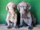 LABRADORES CHOCOLATES,250€ - mejor precio | unprecio.es