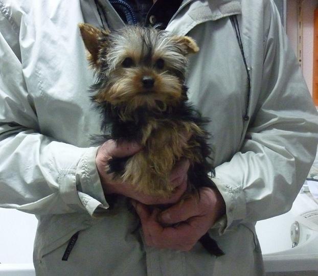 Precioso machito de Yorkshire mini