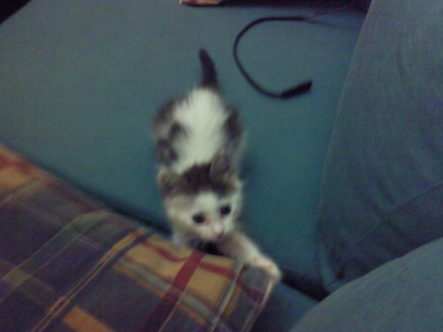 SE BUSCA GATITA PERDIDA DE UNOS 6 MESES RESPONDE AL NOMBRE DE MIXI,URGENTE!!!!!!