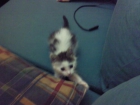 SE BUSCA GATITA PERDIDA DE UNOS 6 MESES RESPONDE AL NOMBRE DE MIXI,URGENTE!!!!!! - mejor precio | unprecio.es