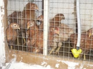 se vende gallinas ponedoras y gallitos americanos