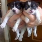 Ultimos cachorros de Chihuahua ¡aprovechate! - mejor precio | unprecio.es