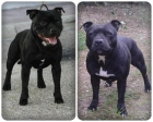 vendo stafordshire bull terrier - mejor precio | unprecio.es