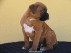 boxer preciosos cachorros nacionales - mejor precio | unprecio.es