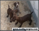 Cachorritos de Braco Frances Tipo Pirineos.. - mejor precio | unprecio.es