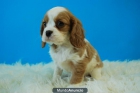 Cachorritos de Cavalier para entregarse - mejor precio | unprecio.es