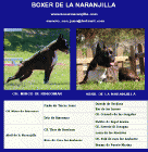 Cachorros boxer hijos del multicampeón Mirco de Rincomar - mejor precio | unprecio.es