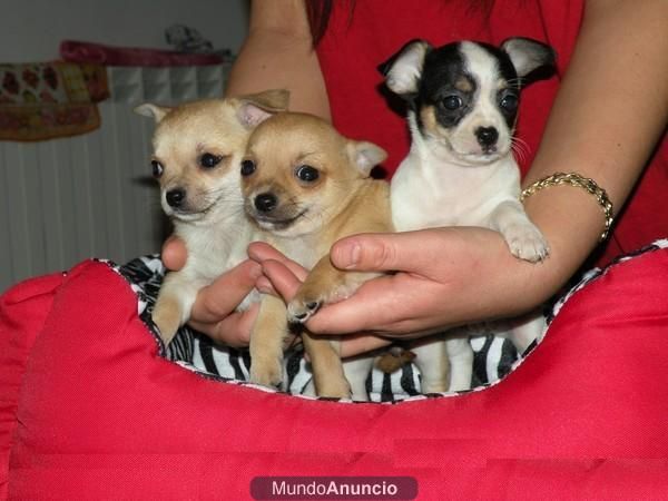 Cachorros de chihuahuas 100e