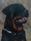 COMPRO CACHORRO,ROTTWEILER - mejor precio | unprecio.es