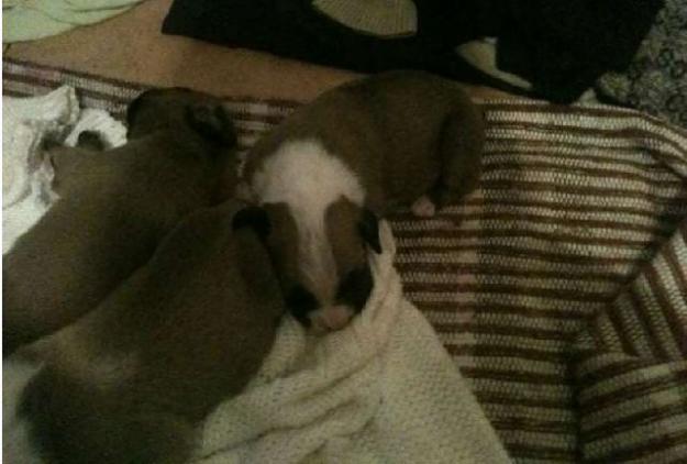 Cria de  Boxer Americano ( Hembra )