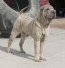 espectaculares shar peis de las cuatro columnas - mejor precio | unprecio.es