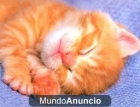 gatitos de varios colores y naranjas todo un regalo 680 16 11 15 - mejor precio | unprecio.es