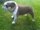 se ofrece3 bulldog ingles para montas - mejor precio | unprecio.es