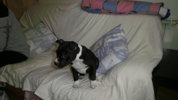 SE VENDE AMERICAN STANFORDSHIRE