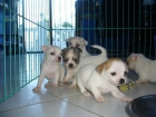 VENDO CACHORROS CHIHUAHUA - mejor precio | unprecio.es