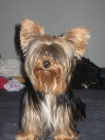 Vendo Yorkshire Terrier Toy - mejor precio | unprecio.es