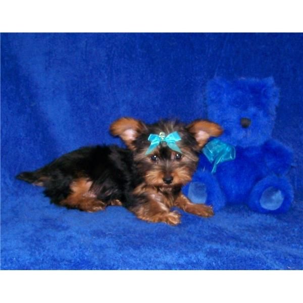AUTENTICOS CACHORRRITOS 100  YORKSHIRE TERRIER