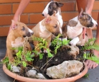 Bull Terrier Miniatura Preciosos Cachorros - mejor precio | unprecio.es