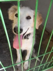 BUSCAS UN AMIGO? ADOPTALO!!! - mejor precio | unprecio.es