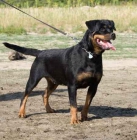 Cachorros rottweiler, Excelente camada - mejor precio | unprecio.es