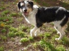 CHICO, precioso perro joven, juguetón y cariñoso, busca un amigo!!! - mejor precio | unprecio.es