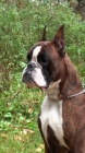 Preciosos cachorros boxer - mejor precio | unprecio.es
