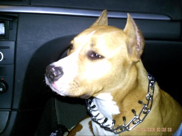 american staffod