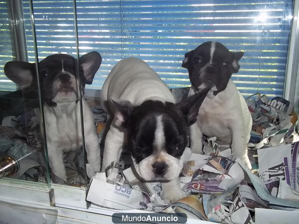 Bulldog Frances machos y hembras a 368 euros