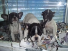 Bulldog Frances machos y hembras a 368 euros - mejor precio | unprecio.es