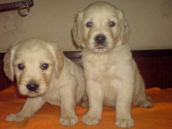 Cachorritos de Golden Retriever