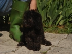 CACHORROS DE CANICHE NEGRO 300 - mejor precio | unprecio.es